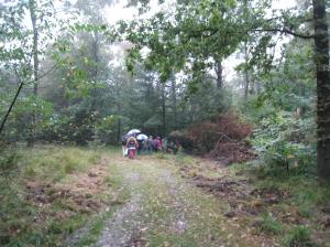 Regen bestendige groep in het bos. Foto: Truus Radstake
